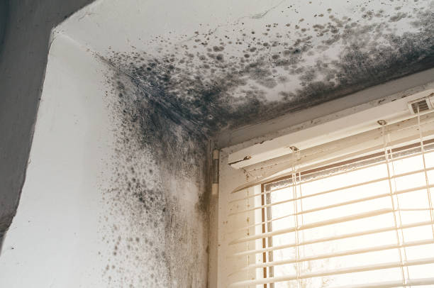 Affordable Mold Removal solutions in Linkwood, MD